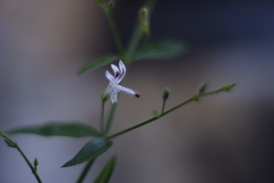 美丽的萨米洛托花