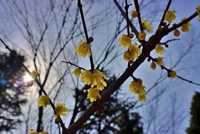 “蜡梅”像蜡像