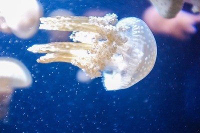 海洋里的水母