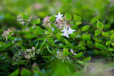 Abelia