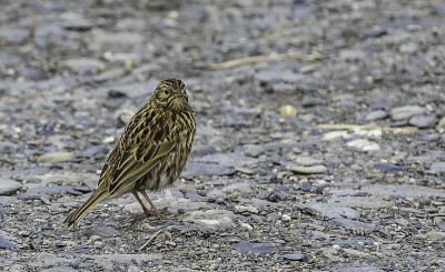 南乔治亚鹨(Anthus antarctic)是一种麻雀大小的鸟，只在南乔治亚岛海洋港的南乔治亚群岛