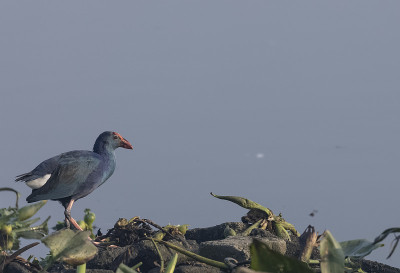 灰色头发swamphen