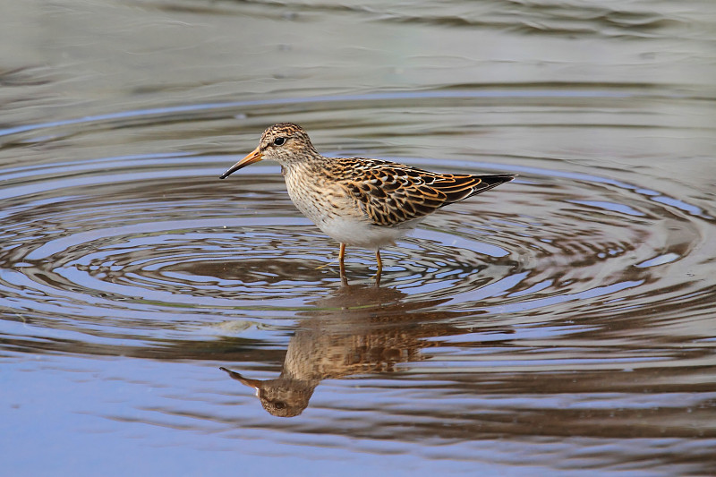 北斗七星(Calidris melanotos)