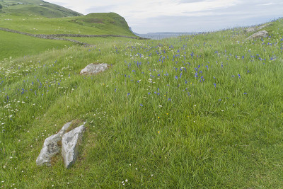 Torr Head野花草地