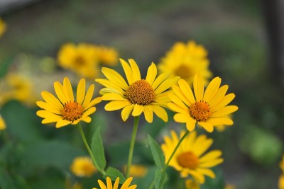 黄色明亮的Rudbeckia花在花园里
