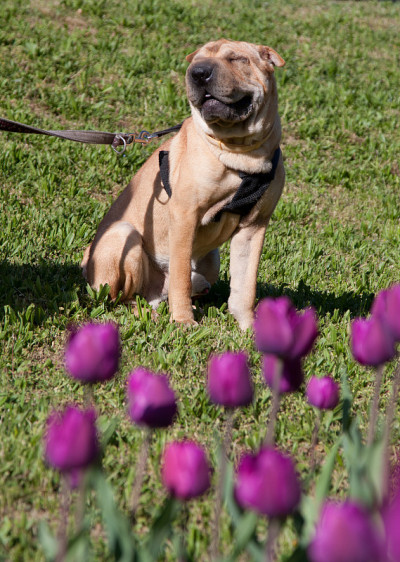 sharpei狗