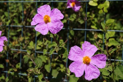 泥炭花(泥炭花)