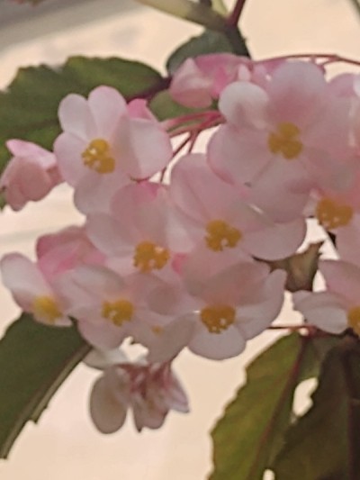 秋海棠