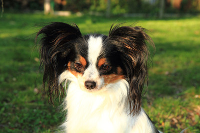草丛里的蝶耳犬