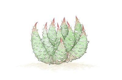 肉质植物的手绘草图