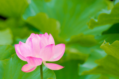 莲花
