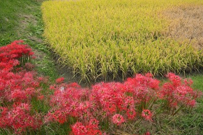 flower200066