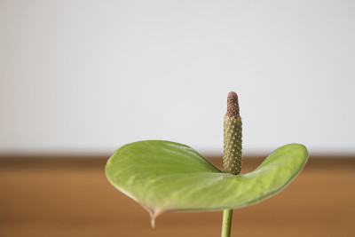 红掌花的绿色组成在一个房子的组成