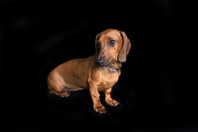 达克斯猎犬
