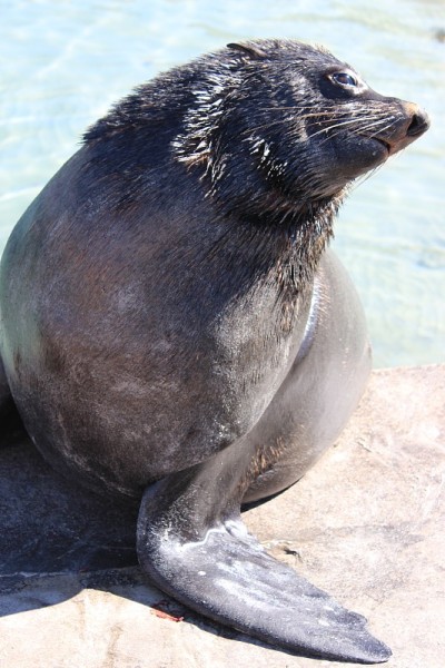 海狗角
