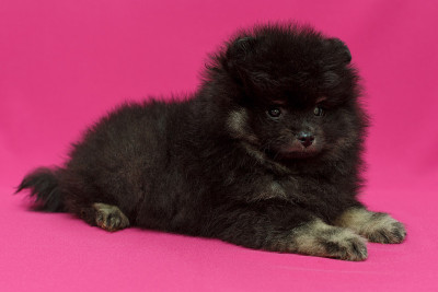 黑色的小博美犬