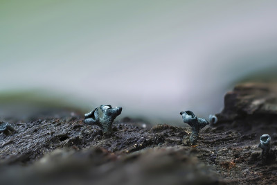 绿精灵杯(绿ciboria aeruginosa)是一种蘑菇在木材上