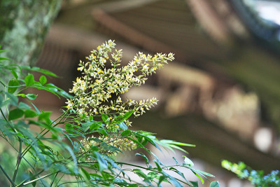 芽的Nanten
