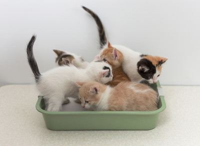 小猫坐在猫马桶里