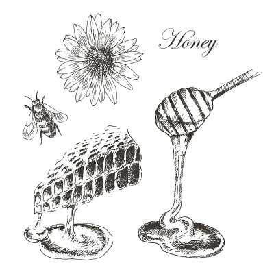 载体蜂蜜，蜂窝，蜜杆，蜜蜂插图。详细手绘草图
