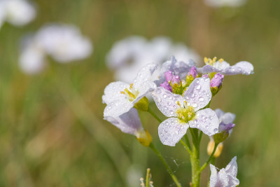 杜鹃花(草甸碎米)