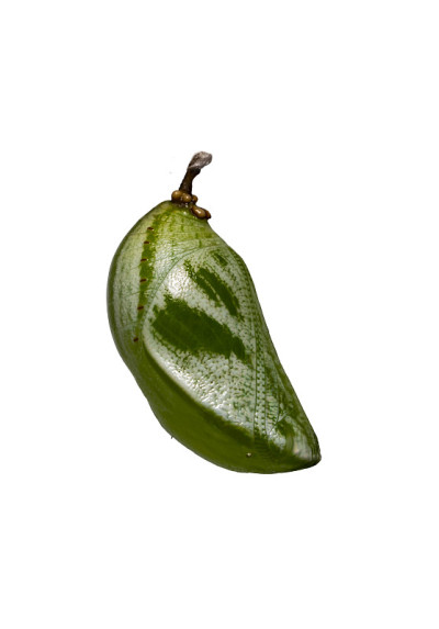 白蛱蝶(Polyura athamas)孤立的蛹或蛹或茧在白色，变态，生长