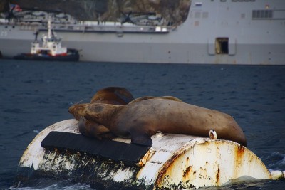 海狮