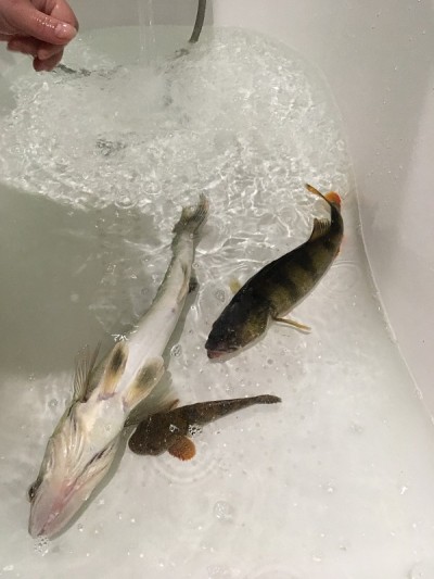 钓鱼和鱼