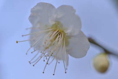 梅花