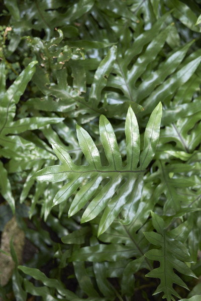 植物索鲁斯脓肿