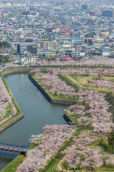 春天，从日本北海道博馆五楼塔眺望五楼楼护城河边的樱花树。