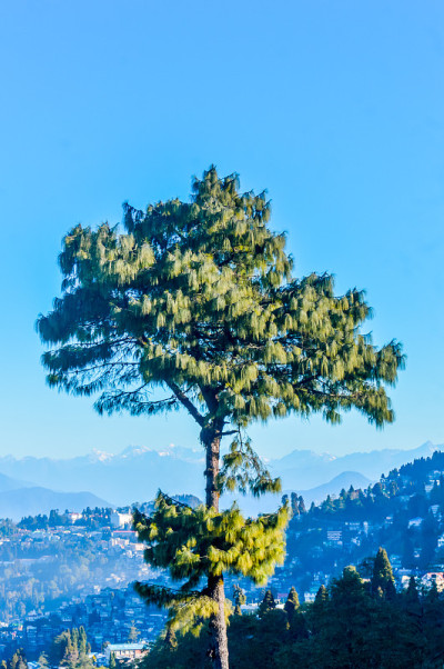 一种针叶松或青松(wallichiana Pinus wallichiana)——一种巨大的喜马拉雅