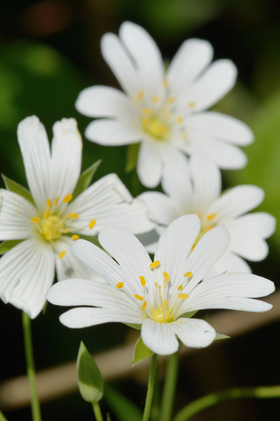 繁缕(stitchwort)