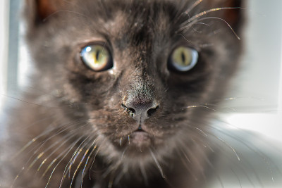 猫的肖像