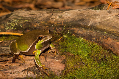 松林Treefrog