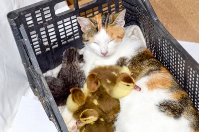 Cat in a basket with kitten and receiving musk duc