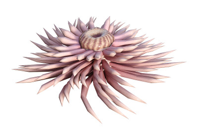 3D插图海葵在白色