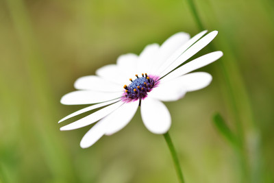 非洲菊