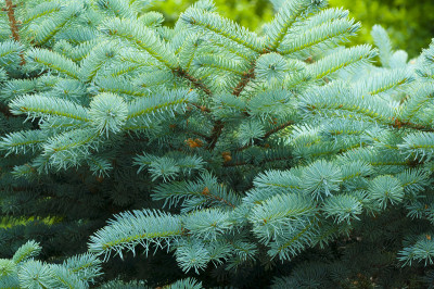 blue spruce