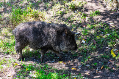 Chacoan Peccary, Catagonus wagneri，在森林里走来走去