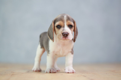 2个月强壮的小猎犬幼犬在行动