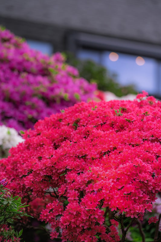 杜鹃花节