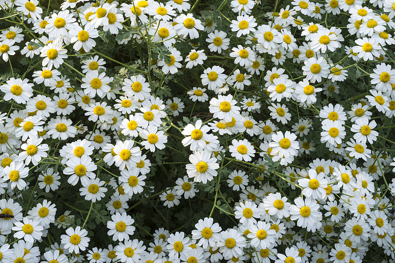 Tanacetum niveum白花