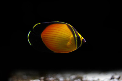 阿拉伯蝴蝶鱼(melapterus)