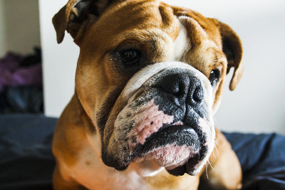 英国斗牛犬的肖像