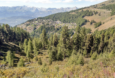 高山森林
