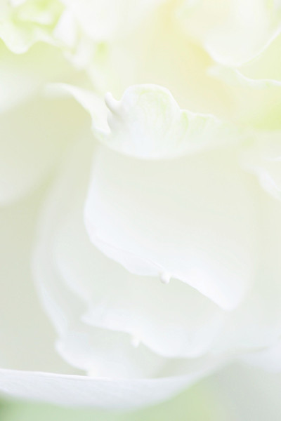 白莲花瓣