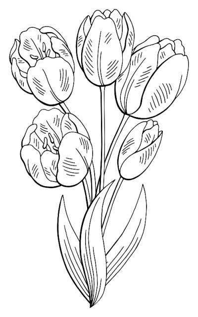 郁金香花图形黑白孤立花束素描插图向量