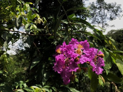 紫色的花