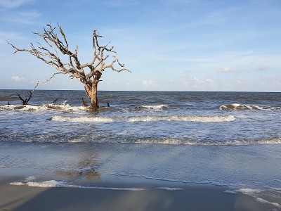 浮木海滩